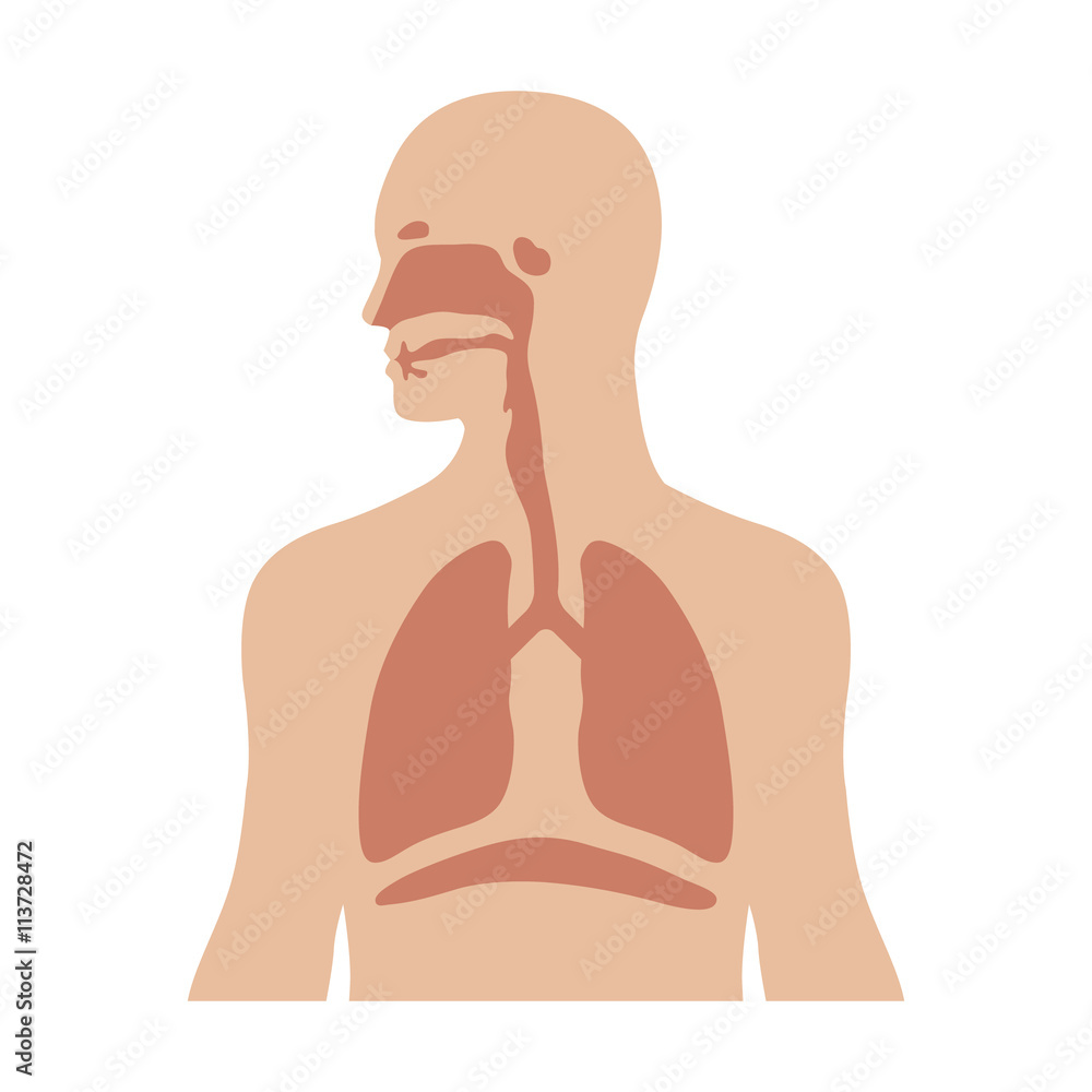 Human biological respiratory system flat color icon for medical apps and websites - obrazy, fototapety, plakaty 