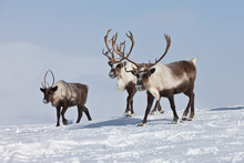 Group Of Caribou