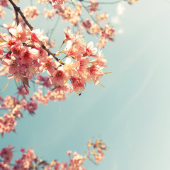 Wall Mural - vintage cherry blossom - sakura flower. nature background (retro filter effect color)