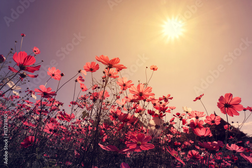 Vintage landscape nature background of beautiful cosmos flower field on sky with sunlight плакат