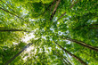 Sonnenstrahlen brechen durch Baumkronen im Wald