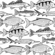 Graphic freshwater fish pattern
