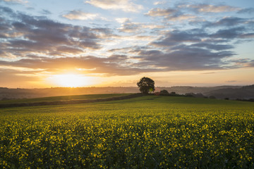 Wall Mural - sunrise in the rape seed fields with beautiful cloudy sky