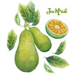 Watercolor jackfruit set