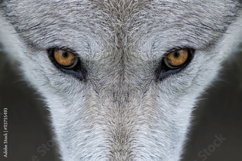 Photographie Sauvages yeux de loup gris dans le Wyoming