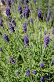 Fototapeta Lawenda - Fragrant blue stems of Hidcote Blue lavender (lavendula angustifolia)