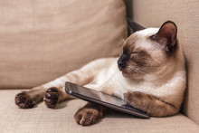 Young Beautiful Thai Cat Lying On The Couch And Playing With A Mobile Phone. Pet Selects An Application For Entertainment.