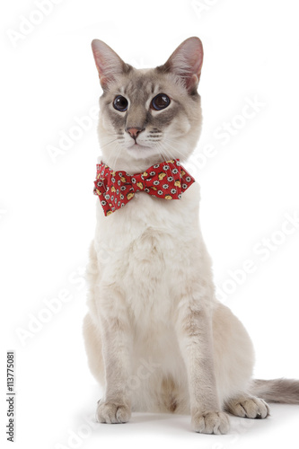 Chat Siamois Blue Point Avec Noeud Papillon Stock Photo Adobe Stock Chat Siamois Blue Point Avec Noeud Papillon Stock Photo Adobe Stock