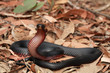 The red-bellied black snake is a species of elapid snake native to eastern Australia. Though its venom is capable of causing significant morbidity, a bite from it is not generally fatal.
