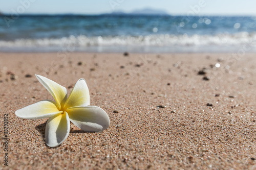 Naklejka na kafelki Plumeria flower