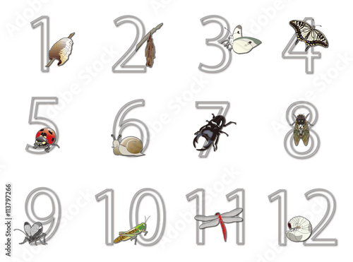 12か月の昆虫の飾り数字 Adobe Stock でこのストックベクターを購入して 類似のベクターをさらに検索 Adobe Stock 12か月の昆虫の飾り数字 Adobe Stock でこのストックベクターを購入して 類似のベクターをさらに検索 Adobe Stock