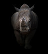 white rhinoceros in dark background