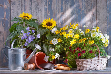 Wall Mural - Gardening tools and flowers on the terrace