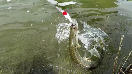 Wall Mural - Fishing catch. Northern Pike Esox Lucius catching on the hook. Angling on river Uhlava in National Park Sumava. Czech Republic, European Union.