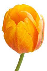 Wall Mural - Yellow-orange tulip close up