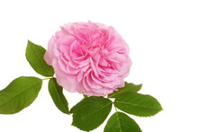 Old Fashioned English Rose