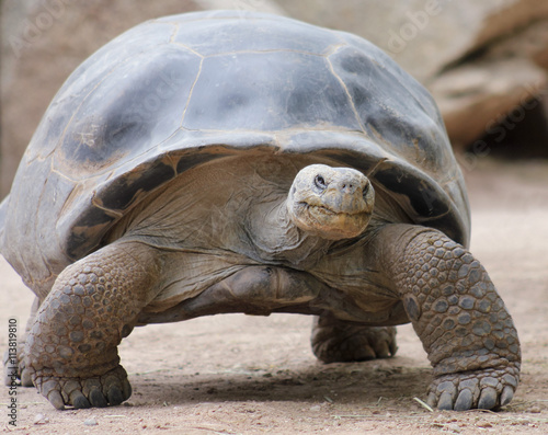 Photo A Close Up of a Galapagos Tortoise
