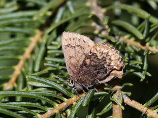 Sticker - Hoary Elfin Butterfly - Callophrys polios