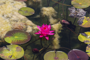 Mysterious water lilies on the lake surface