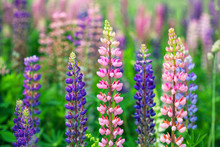 Colorful Lupins Closeup. Summer Flowering