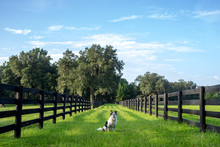 Border Collie Australian Shepherd Dog Mix Breed Sitting Between Two Rural Countryside Fence Lines Pastures On Green Grass With A Blue Sky Waiting Watching Working Off Leash