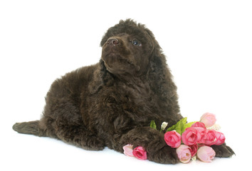 Wall Mural - puppy brown poodle