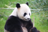 Fototapeta Zwierzęta - Großer Panda frisst Bambus