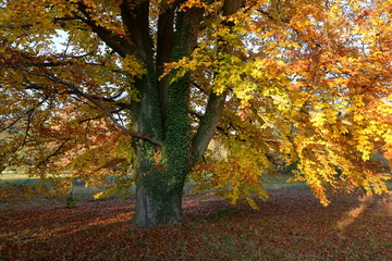 Canvas Print - Buche im Herbst