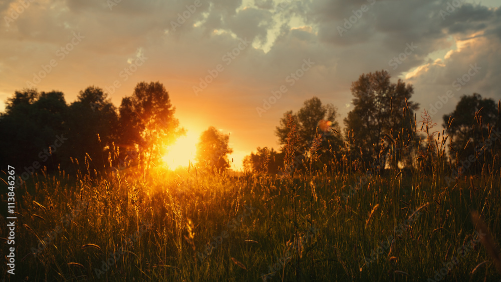 Summer meadow on the dusk, abstract natural backgrounds - obrazy, fototapety, plakaty 