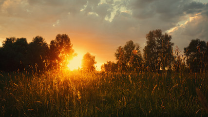 Wall Mural - Summer meadow on the dusk, abstract natural backgrounds