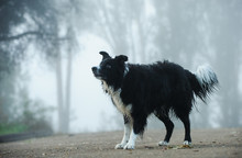 Border Collie Standing In Foggy Forest