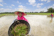 © bannafarsai - smiling farmer show the rice seed or sapling on green fields and