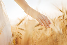 Young  Girl Walking Through Field And Touches Wheat.