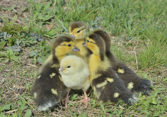 Wall Mural - Small chicken and ducklings 8