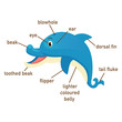 Illustration of dolphin vocabulary part of body