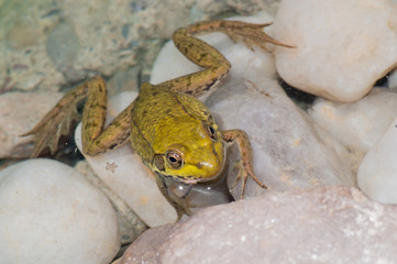 Poster - Bullfrog On A Rock