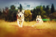 Fun Beautiful Siberian Husky Dog Of Wolf Or German Shepherd Puppy Running In Autumn Field
