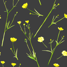 Floral Seamless Pattern.Colorful Floral Pattern With Wild Flowers And Herbs On A Black Background, Drawing Watercolor.Buttercup Flowers.
