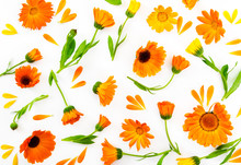 Flat Lay Composition With Flowers Calendula On White Background.