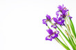 bouquet of lilac flowers iris on a white background. not isolate
