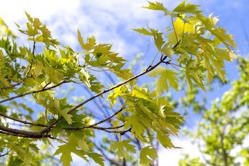 silver maple tree leaves
