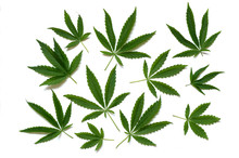 Pattern Of Cannabis Leaf On A White Background.