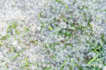 Cottonwood seeds and fluff detail (eastern cottonwood or necklace poplar)