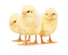 Three Small Yellow Chickens Isolated On White Background
