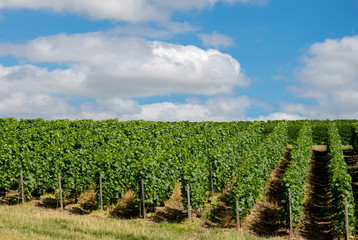 Vineyard landscape in France