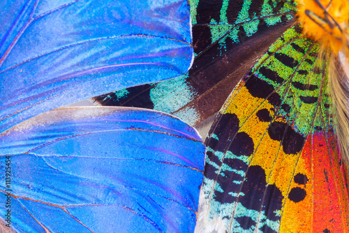 Multicolored butterflies wing