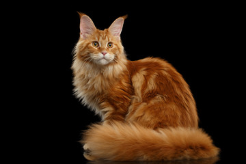 Wall Mural - Beautiful Red Maine Coon Tabby Cat Sitting with Large Ears and Furry Tail Looking in Camera Isolated on Black Background, Side view