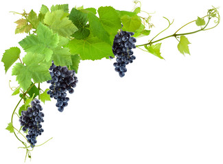 Canvas Print - grappes de raisin noirs et vigne, fond blanc