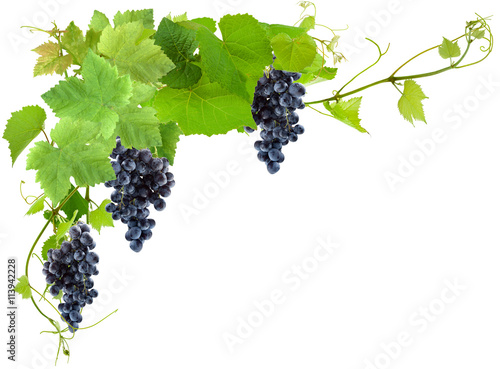 Grappes De Raisin Noirs Et Vigne Fond Blanc Stock Photo Adobe Stock Grappes De Raisin Noirs Et Vigne Fond Blanc Stock Photo Adobe Stock