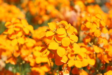 Orange "Wallflowers" In St. Gallen, Switzerland. Erysimum Flowers Have 180 Species And Members Of Brassicaceae Flower Family